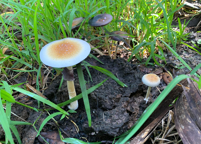 Где обитает Psilocybe cubensis и как его выращивать