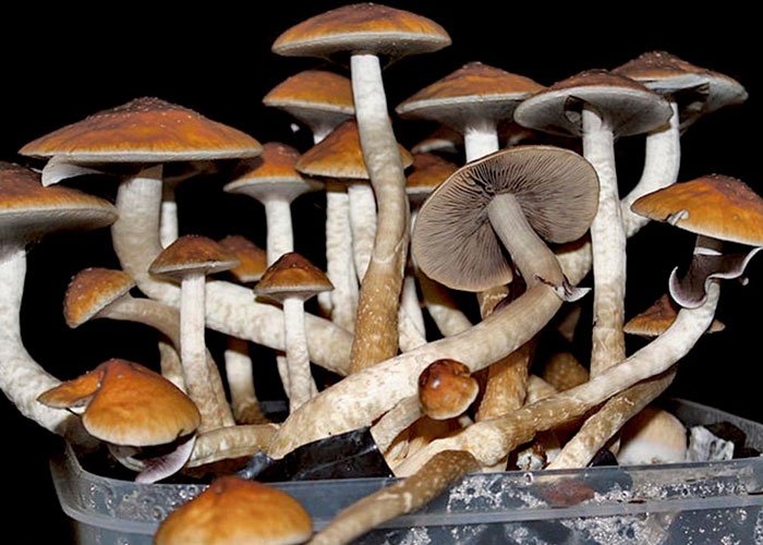 Короткое описание Psilocybe cubensis