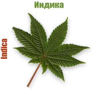 Индика (Indica)