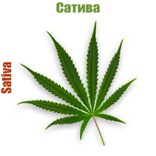 Сатива (Sativa)