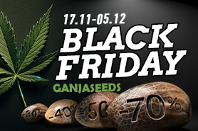 Черная пятница с GanjaSeeds в самом разгаре!